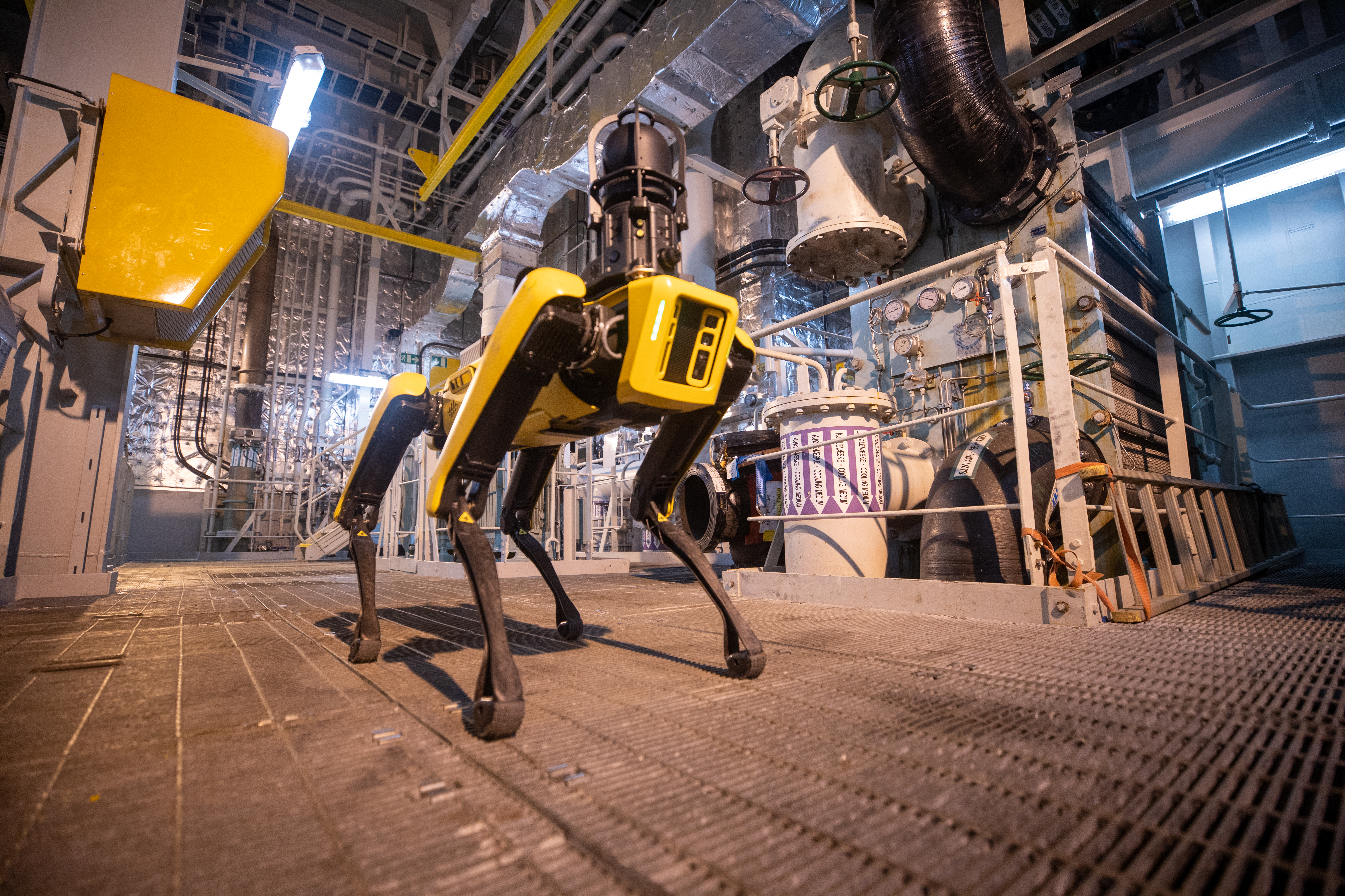 robot dog